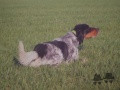 Setter Anglais LUPIN DELLO ZORINO Setter Anglais LUPIN DELLO ZORINO